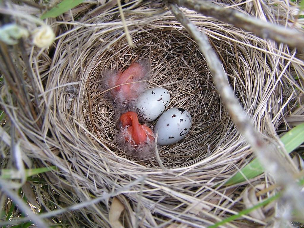 Red-winged Blackbird Nest by USFWS Mountain Prairie is licensed under CC BY 2.0.